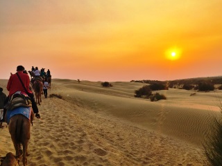 Camel Safari